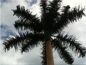 Hindrun Palm Tree Tower